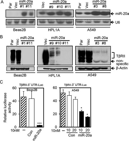 https://cdn.ncbi.nlm.nih.gov/pmc/blobs/a503/4741762/cac256445150/oncotarget-06-33237-g002.jpg