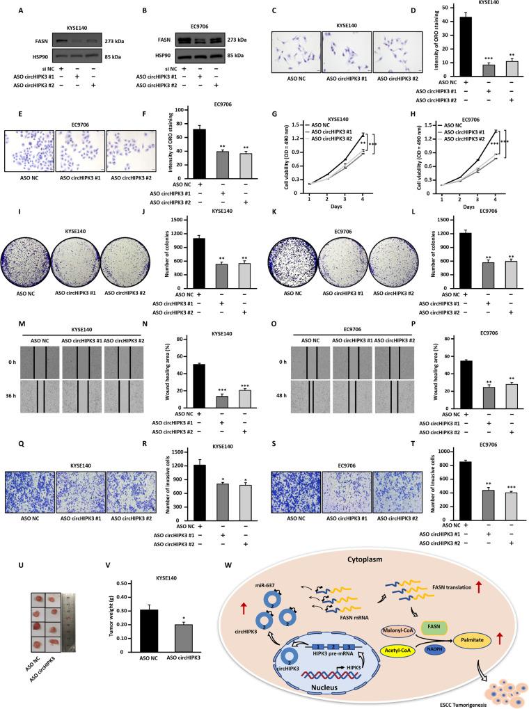 https://cdn.ncbi.nlm.nih.gov/pmc/blobs/a507/10908791/2506683c3dc0/41420_2024_1881_Fig6_HTML.jpg