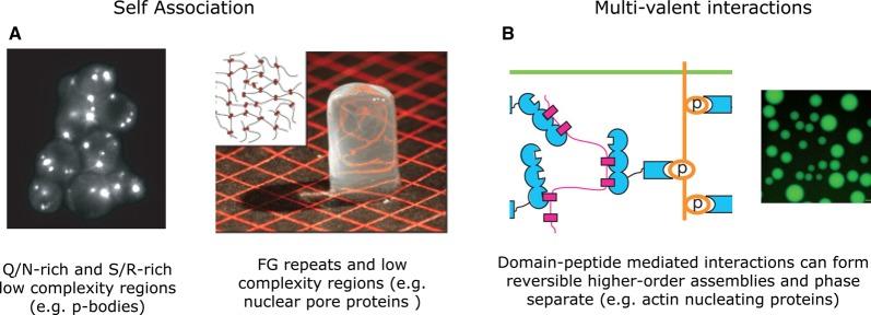 https://cdn.ncbi.nlm.nih.gov/pmc/blobs/a507/5095923/c686dc8288d5/BST-2016-0172.05.jpg