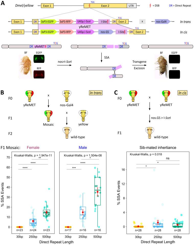 https://cdn.ncbi.nlm.nih.gov/pmc/blobs/a508/11584131/d0ae58ac8f42/pgen.1011450.g003.jpg