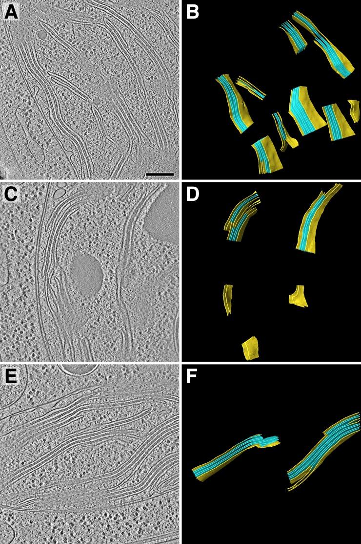 https://cdn.ncbi.nlm.nih.gov/pmc/blobs/a508/7164959/0978afd9525c/elife-53740-fig1-figsupp1.jpg