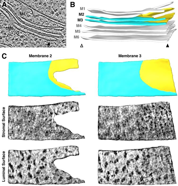 https://cdn.ncbi.nlm.nih.gov/pmc/blobs/a508/7164959/60c18c9f7f01/elife-53740-fig3-figsupp1.jpg