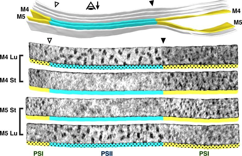 https://cdn.ncbi.nlm.nih.gov/pmc/blobs/a508/7164959/70647379372a/elife-53740-fig3.jpg