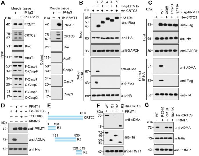 https://cdn.ncbi.nlm.nih.gov/pmc/blobs/a50a/11977089/930fb7159fe8/18_2025_5657_Fig5_HTML.jpg