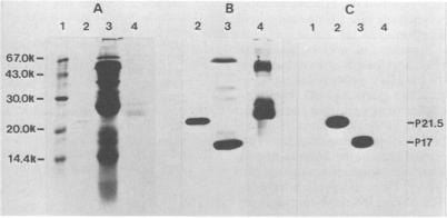 https://cdn.ncbi.nlm.nih.gov/pmc/blobs/a50f/253481/bce8bbe9b440/jvirol00088-0457-a.jpg