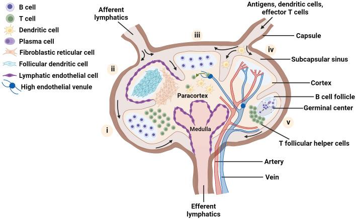 https://cdn.ncbi.nlm.nih.gov/pmc/blobs/a514/10206051/446ec751d7a9/fimmu-14-1183286-g001.jpg