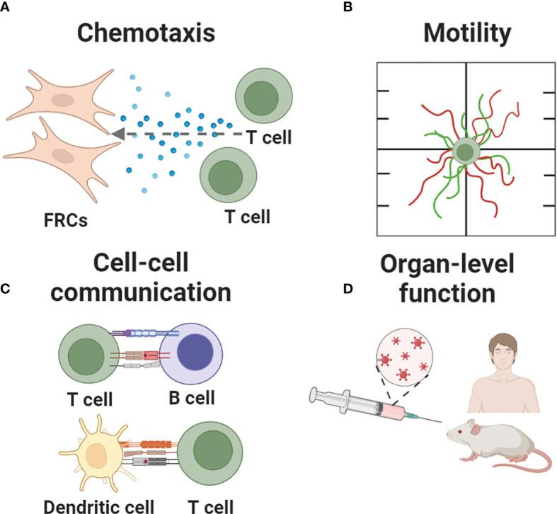 https://cdn.ncbi.nlm.nih.gov/pmc/blobs/a514/10206051/503a2e98ebcf/fimmu-14-1183286-g003.jpg