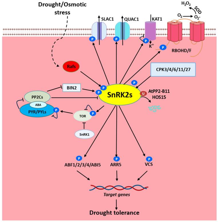 https://cdn.ncbi.nlm.nih.gov/pmc/blobs/a516/12030411/0086dca72a49/plants-14-01171-g001.jpg