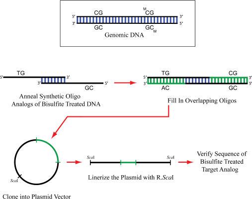 https://cdn.ncbi.nlm.nih.gov/pmc/blobs/a516/1888819/d38d52549f2a/gkm055f2.jpg