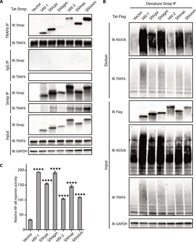 https://cdn.ncbi.nlm.nih.gov/pmc/blobs/a519/10798561/4e20cab840af/sciadv.adi4162-f6.jpg