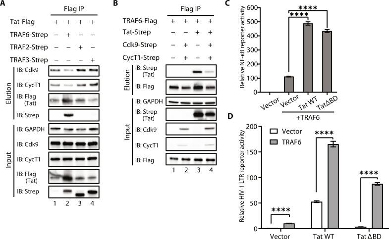 https://cdn.ncbi.nlm.nih.gov/pmc/blobs/a519/10798561/a50a193f9ce4/sciadv.adi4162-f5.jpg