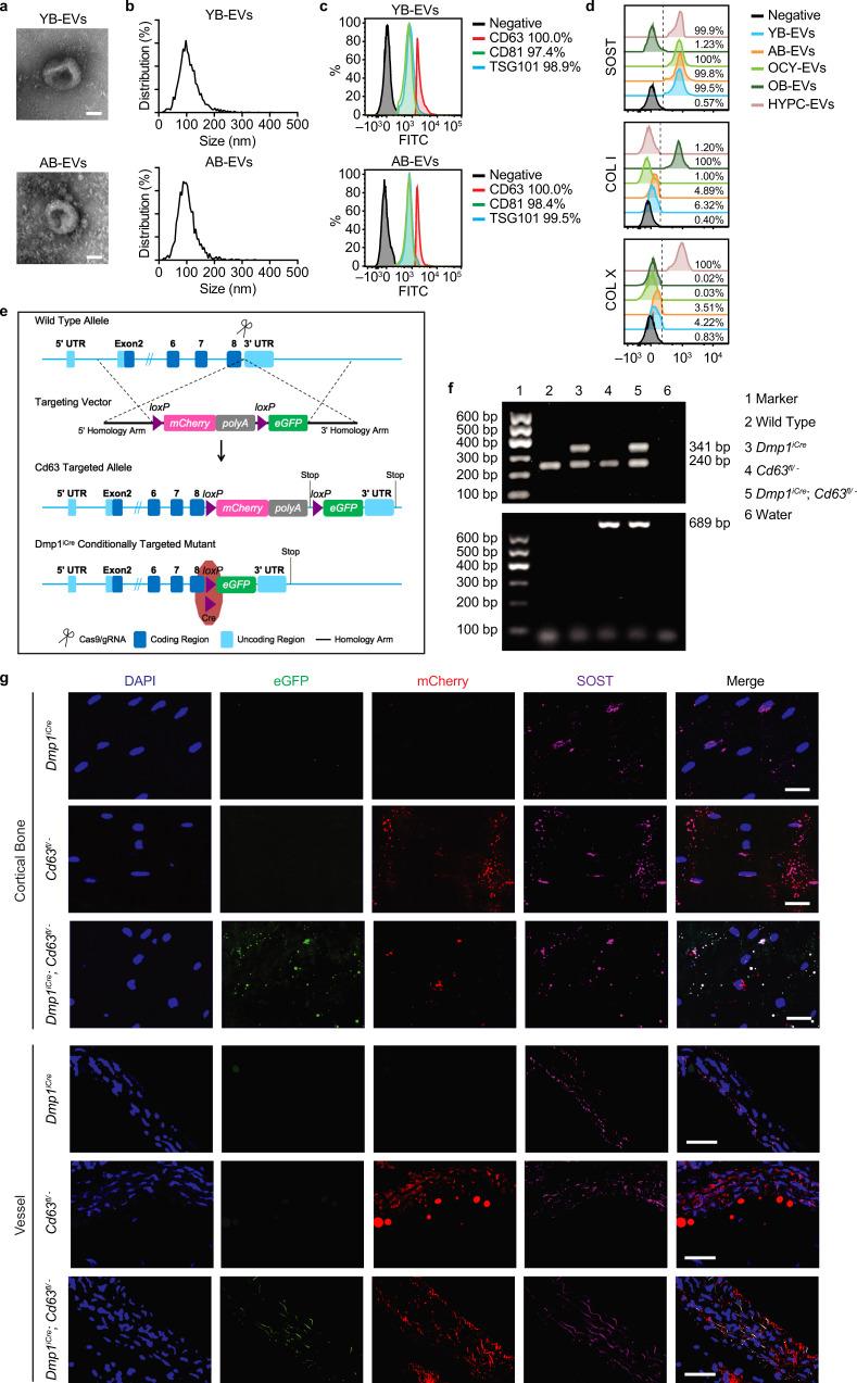 https://cdn.ncbi.nlm.nih.gov/pmc/blobs/a519/8933454/e92274507409/41467_2022_29191_Fig1_HTML.jpg