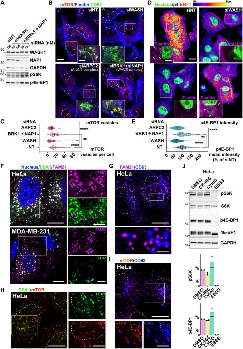 https://cdn.ncbi.nlm.nih.gov/pmc/blobs/a51e/10881074/0cf9b3311798/sciadv.add9084-f3.jpg