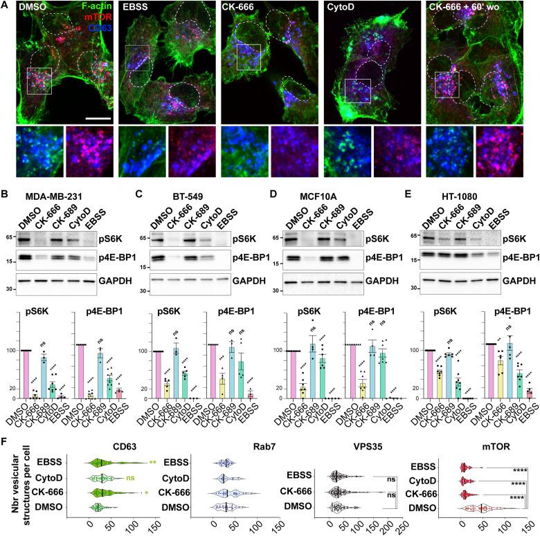 https://cdn.ncbi.nlm.nih.gov/pmc/blobs/a51e/10881074/8e8042d4e7ef/sciadv.add9084-f2.jpg