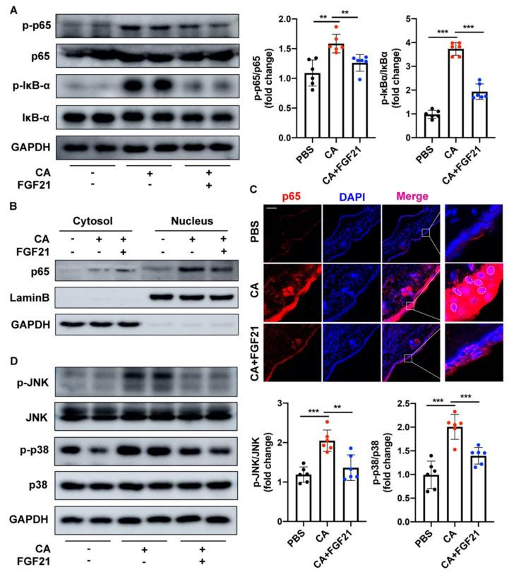 https://cdn.ncbi.nlm.nih.gov/pmc/blobs/a51e/8998725/2c325ffa7782/ijms-23-03589-g006.jpg