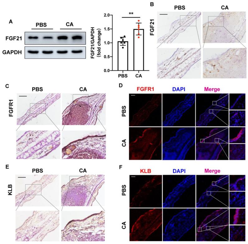 https://cdn.ncbi.nlm.nih.gov/pmc/blobs/a51e/8998725/deafeabd6fe4/ijms-23-03589-g001.jpg