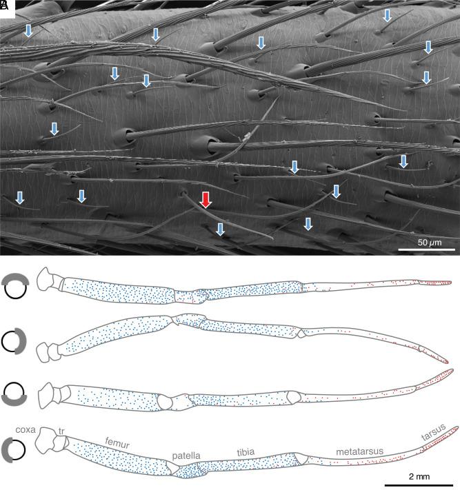 https://cdn.ncbi.nlm.nih.gov/pmc/blobs/a51f/11760499/a376bbe59f37/pnas.2415468121fig03.jpg