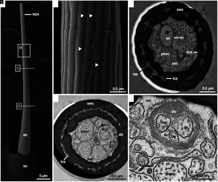 https://cdn.ncbi.nlm.nih.gov/pmc/blobs/a51f/11760499/b31d32dc20c5/pnas.2415468121fig01.jpg