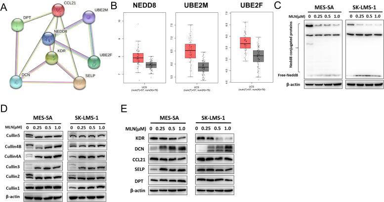 https://cdn.ncbi.nlm.nih.gov/pmc/blobs/a51f/8320213/c3d6ee33668b/12957_2021_2333_Fig7_HTML.jpg