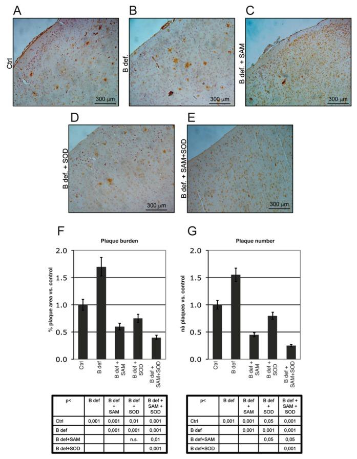 https://cdn.ncbi.nlm.nih.gov/pmc/blobs/a520/5745486/5140388f02cc/antioxidants-06-00076-g006.jpg