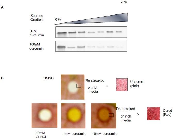 https://cdn.ncbi.nlm.nih.gov/pmc/blobs/a522/3413662/b9ab5743aea0/pone.0042923.g004.jpg