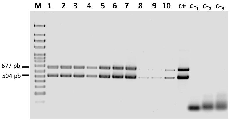 https://cdn.ncbi.nlm.nih.gov/pmc/blobs/a523/10650430/d39447da263a/plants-12-03773-g002.jpg