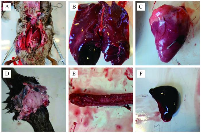 https://cdn.ncbi.nlm.nih.gov/pmc/blobs/a523/9774102/c1762402fa4c/animals-12-03523-g001.jpg