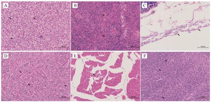 https://cdn.ncbi.nlm.nih.gov/pmc/blobs/a523/9774102/c2e9cc9cb648/animals-12-03523-g002.jpg