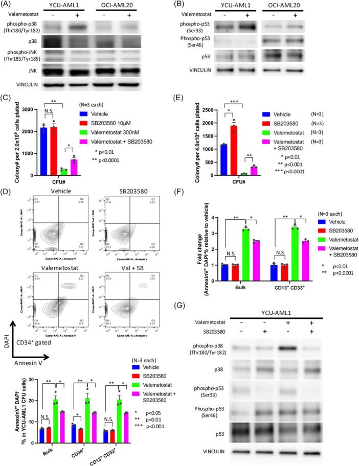 https://cdn.ncbi.nlm.nih.gov/pmc/blobs/a526/12255905/3e9be2bc7fb2/HEM3-9-e70149-g007.jpg