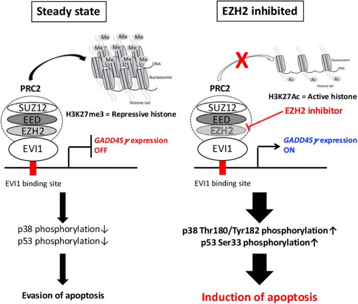 https://cdn.ncbi.nlm.nih.gov/pmc/blobs/a526/12255905/44f996c9f410/HEM3-9-e70149-g001.jpg