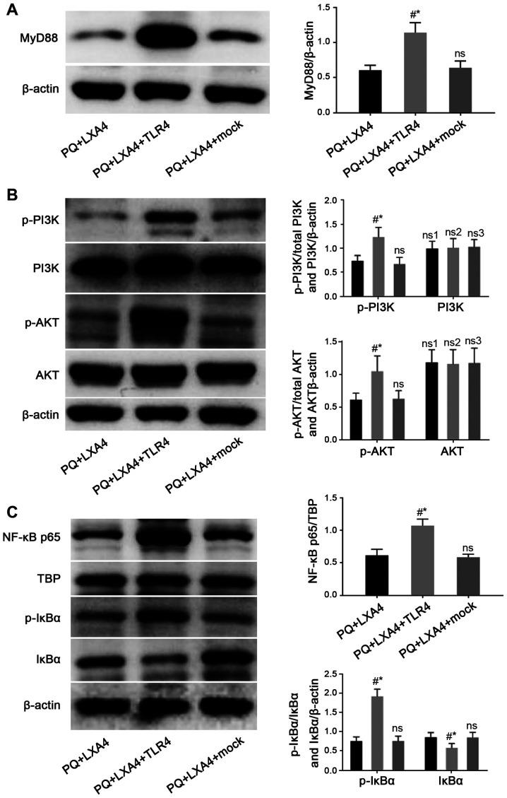https://cdn.ncbi.nlm.nih.gov/pmc/blobs/a52f/7992923/66ad55d49473/IJMM-47-05-04919-g08.jpg