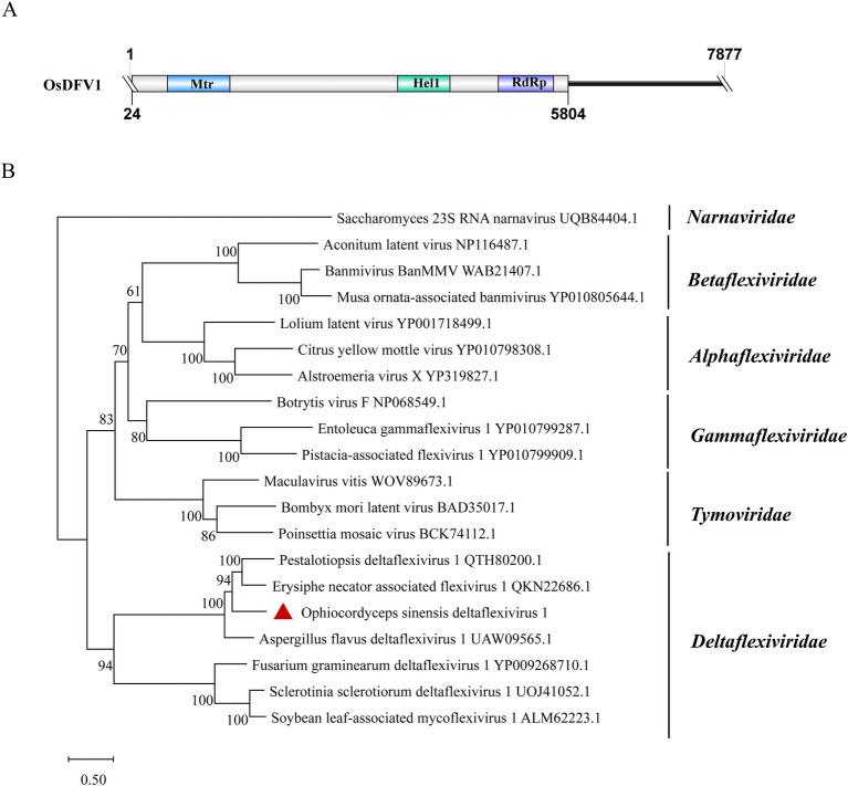 https://cdn.ncbi.nlm.nih.gov/pmc/blobs/a536/11625762/4a0440d785d5/fmicb-15-1493365-g008.jpg