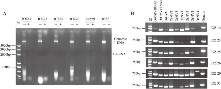 https://cdn.ncbi.nlm.nih.gov/pmc/blobs/a536/11625762/57ebed73ded0/fmicb-15-1493365-g001.jpg