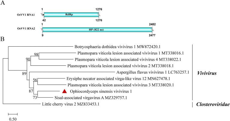https://cdn.ncbi.nlm.nih.gov/pmc/blobs/a536/11625762/d2d9e777ea6e/fmicb-15-1493365-g007.jpg