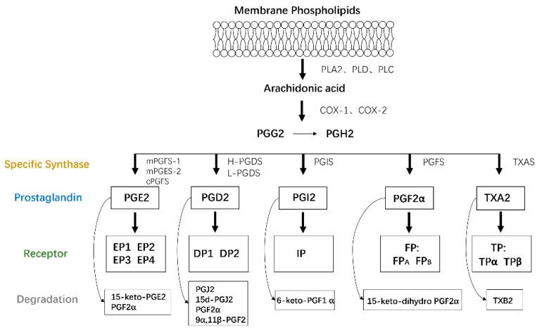 https://cdn.ncbi.nlm.nih.gov/pmc/blobs/a537/8225152/c11f69684af0/biomolecules-11-00789-g001.jpg