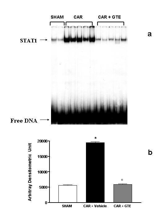 https://cdn.ncbi.nlm.nih.gov/pmc/blobs/a539/1177993/30f6b4c05d29/1465-9921-6-66-10.jpg