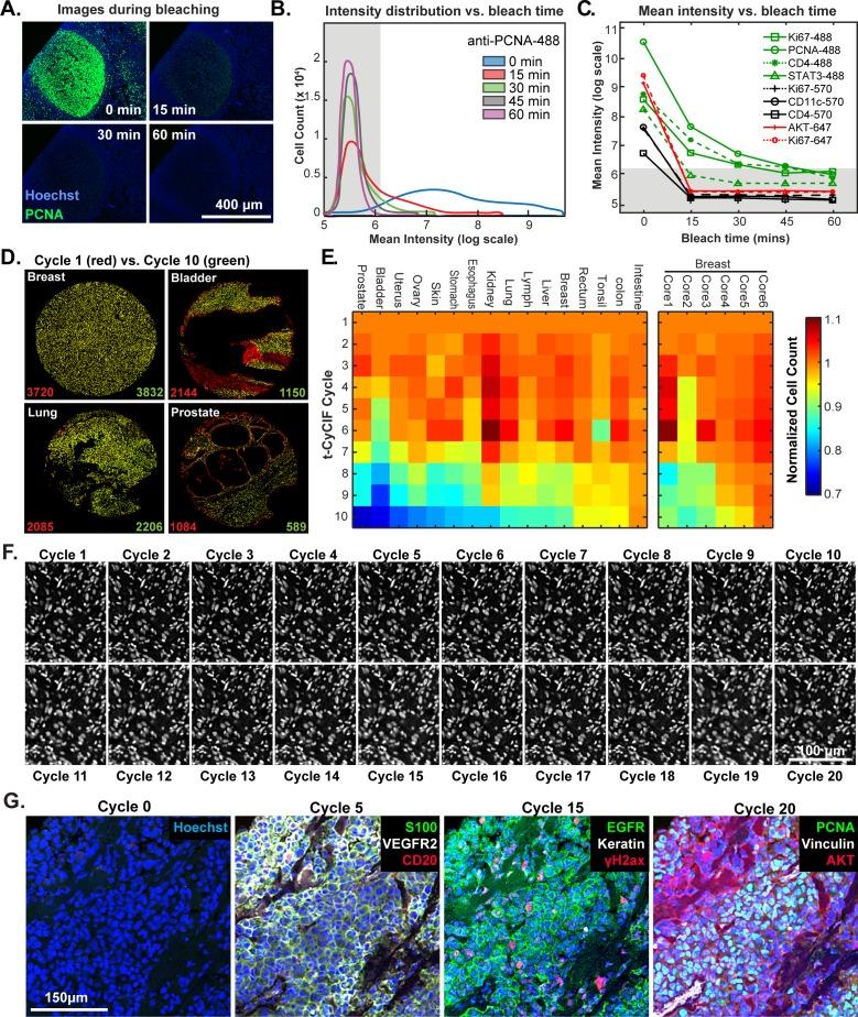 https://cdn.ncbi.nlm.nih.gov/pmc/blobs/a53f/6075866/e757fc9072be/elife-31657-fig4.jpg