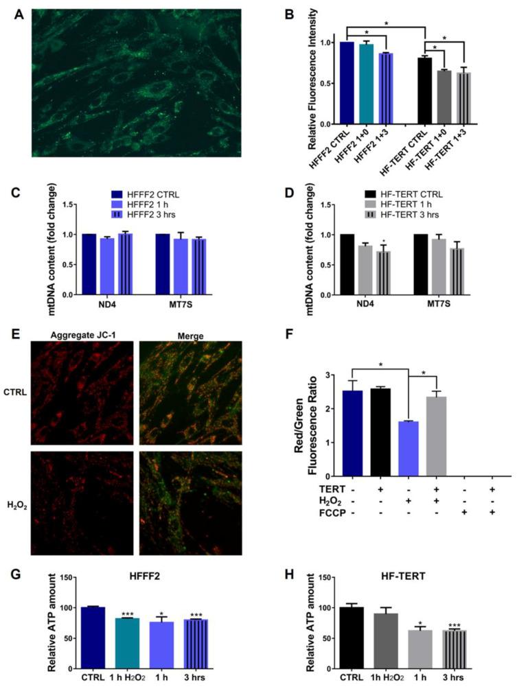 https://cdn.ncbi.nlm.nih.gov/pmc/blobs/a540/10002448/d8ba181f5215/ijms-24-04450-g008.jpg