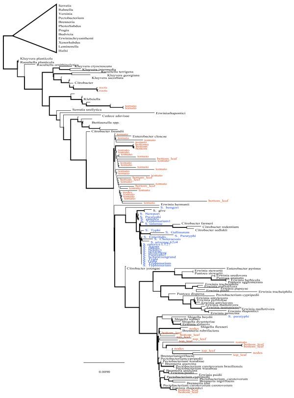 https://cdn.ncbi.nlm.nih.gov/pmc/blobs/a542/3680157/f8f1d67dcfd7/1471-2180-13-114-5.jpg
