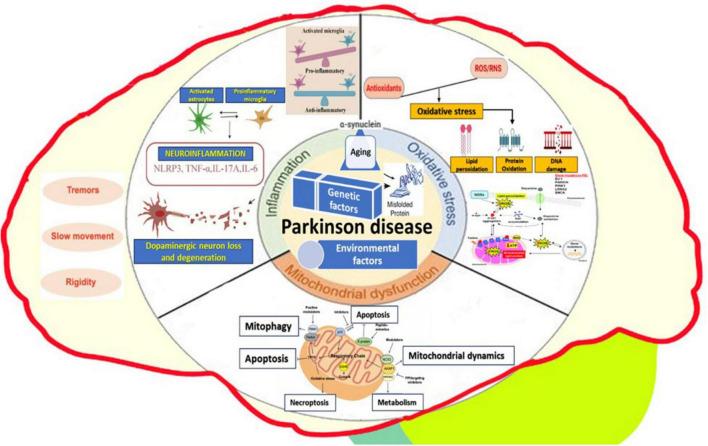 https://cdn.ncbi.nlm.nih.gov/pmc/blobs/a546/12202485/cd55b2cb3eba/fmed-12-1565275-g002.jpg
