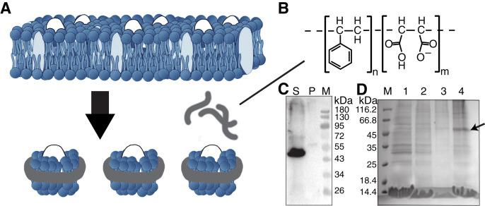 https://cdn.ncbi.nlm.nih.gov/pmc/blobs/a547/9074879/ec7d0a8a8d2c/peerj-10-13381-g001.jpg