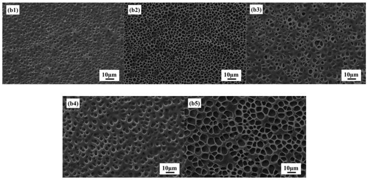 https://cdn.ncbi.nlm.nih.gov/pmc/blobs/a547/9658133/8493b34c066a/molecules-27-07265-g005.jpg