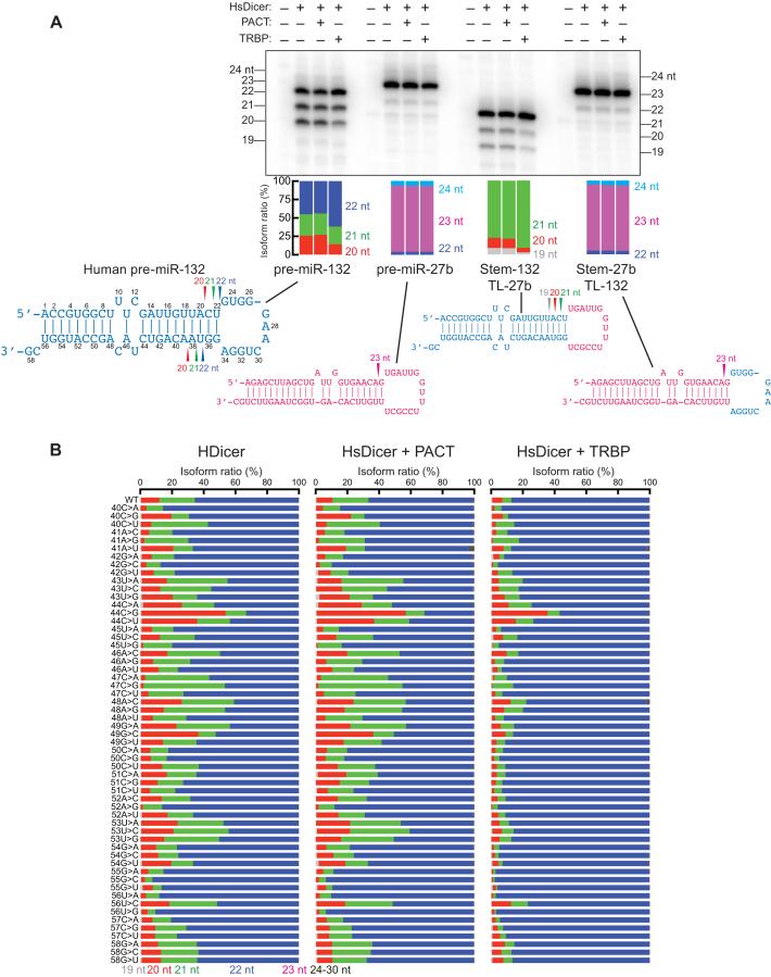 https://cdn.ncbi.nlm.nih.gov/pmc/blobs/a549/5909426/5f256b9287aa/gky043fig5.jpg