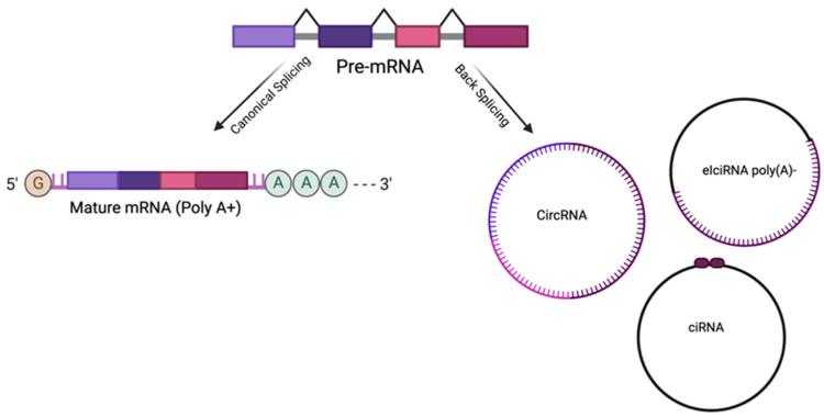 https://cdn.ncbi.nlm.nih.gov/pmc/blobs/a54c/11354327/741f5d317057/ijms-25-08934-g001.jpg