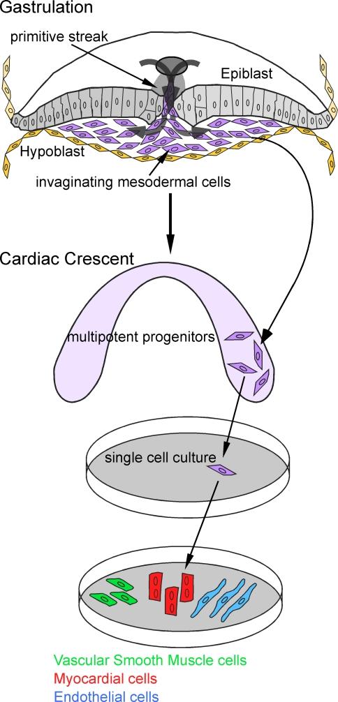 https://cdn.ncbi.nlm.nih.gov/pmc/blobs/a54d/2836465/f2fdace62e19/246_2010_9642_Fig2_HTML.jpg