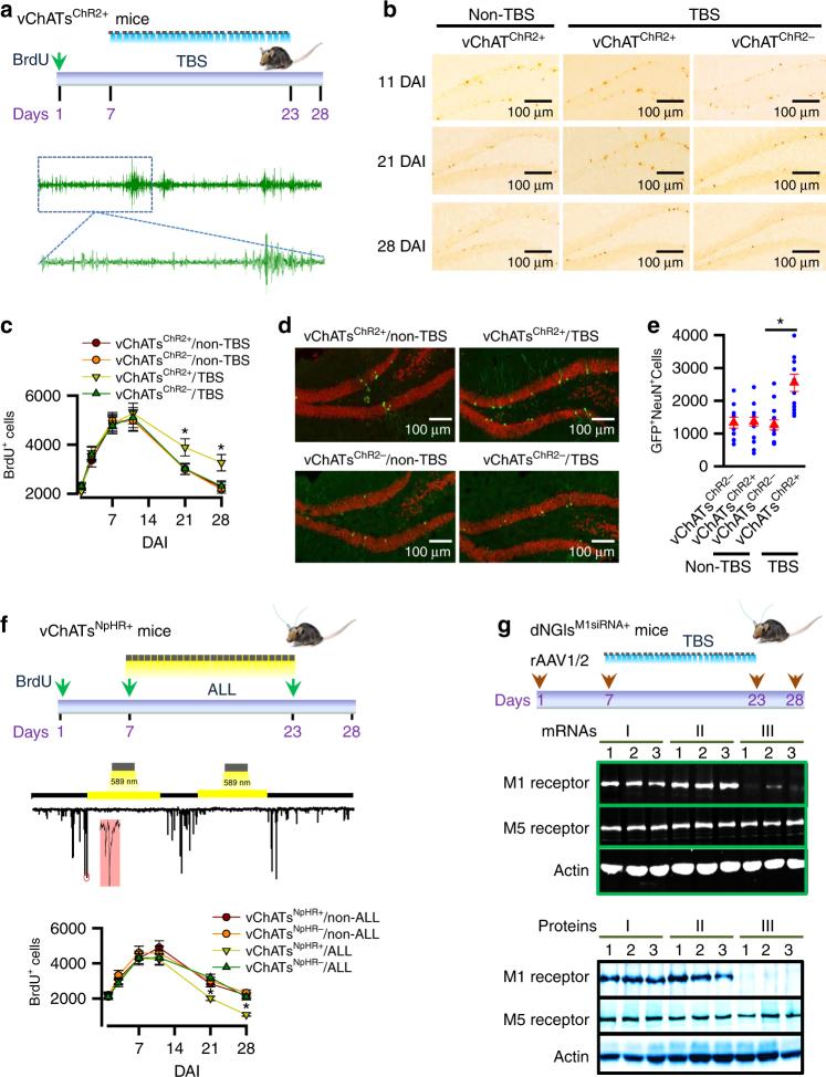 https://cdn.ncbi.nlm.nih.gov/pmc/blobs/a556/5698429/9ab9885f75b7/41467_2017_1943_Fig3_HTML.jpg