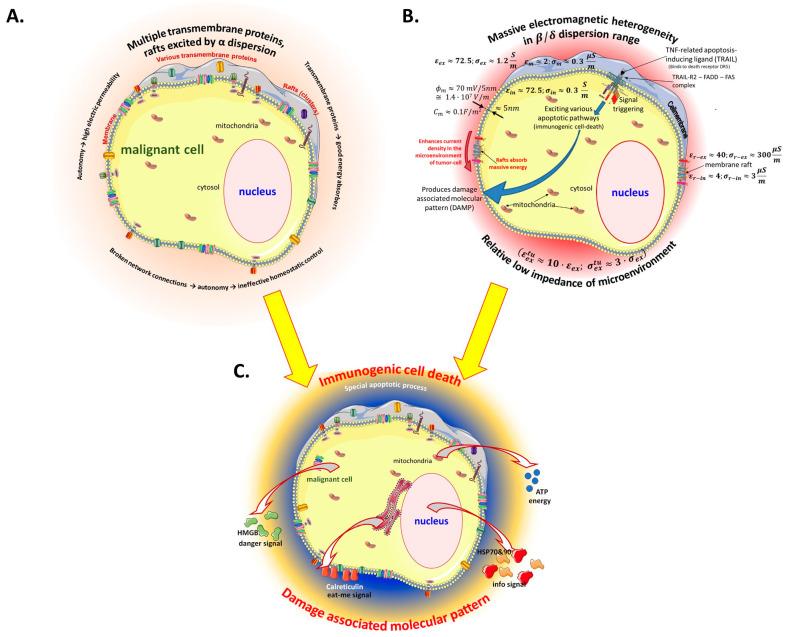https://cdn.ncbi.nlm.nih.gov/pmc/blobs/a55c/11273694/5701a4c4d3ba/bioengineering-11-00725-g008.jpg