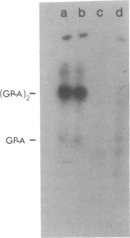 https://cdn.ncbi.nlm.nih.gov/pmc/blobs/a55c/208286/9c957c942d8f/jbacter00108-0016-a.jpg