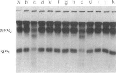 https://cdn.ncbi.nlm.nih.gov/pmc/blobs/a55c/208286/dbd926481fd2/jbacter00108-0012-a.jpg