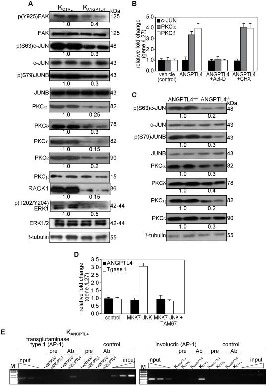 https://cdn.ncbi.nlm.nih.gov/pmc/blobs/a55d/3178651/5cd8782a3e38/pone.0025377.g004.jpg